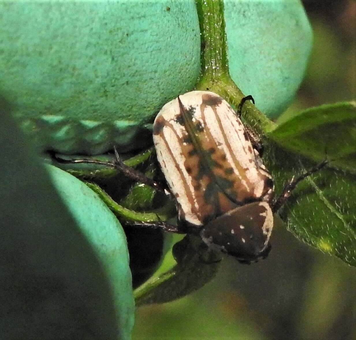 Image of Elaphinis (Micrelaphinis) irrorata (Fabricius 1798)