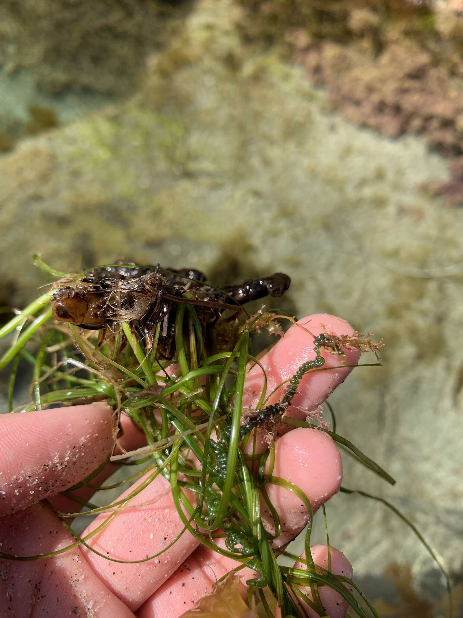 Image of Chaetomorpha spiralis