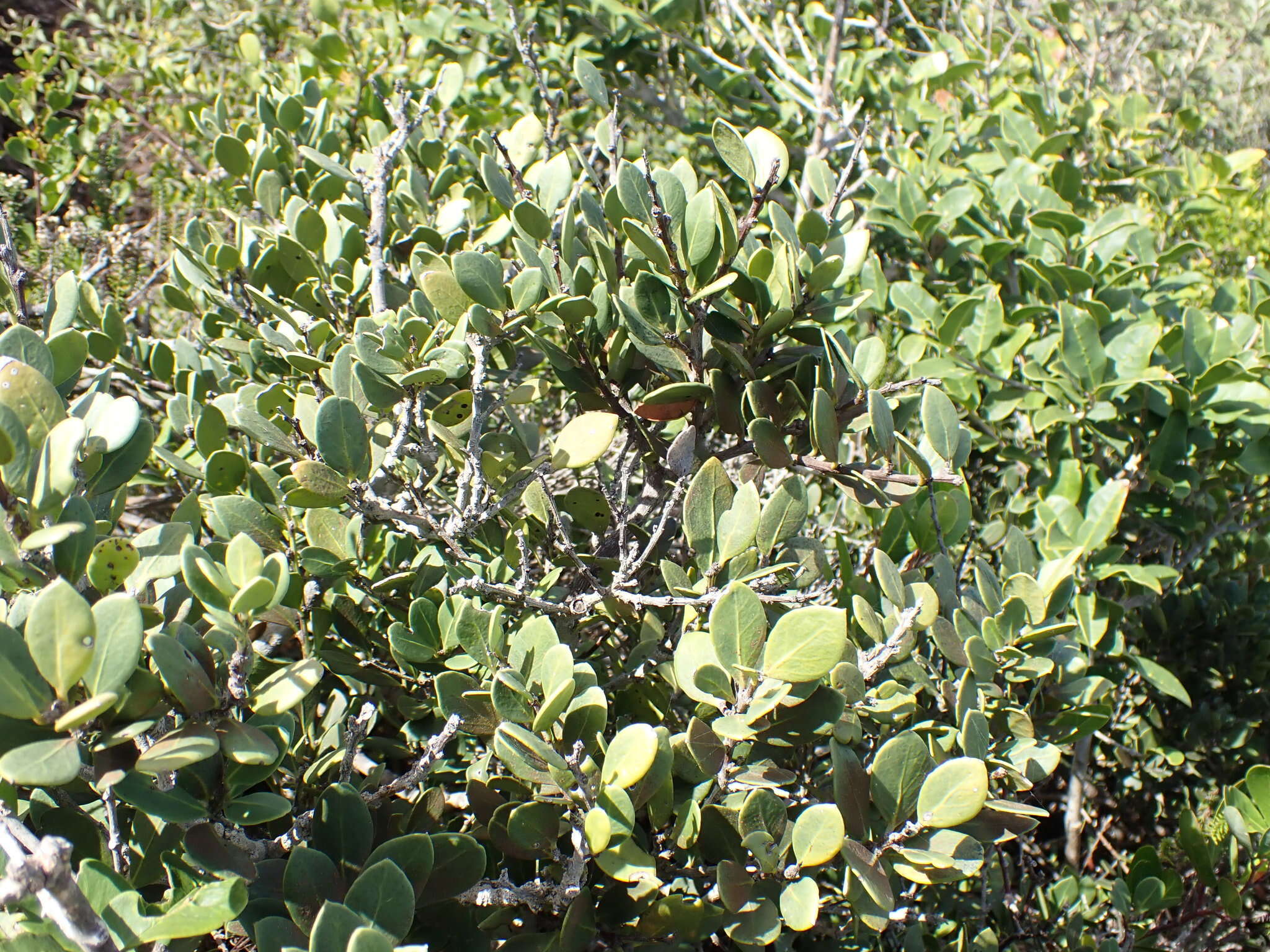 Image de Robsonodendron maritimum (Bolus) R. H. Archer