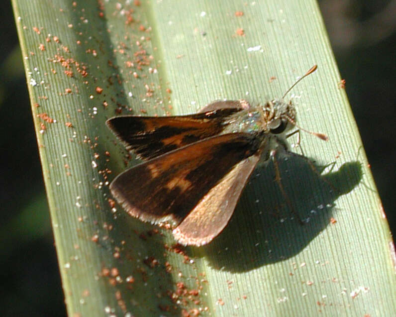 Image of Baracoa skipper