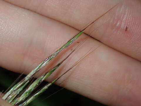 Image of Bothriochloa macra (Steud.) S. T. Blake