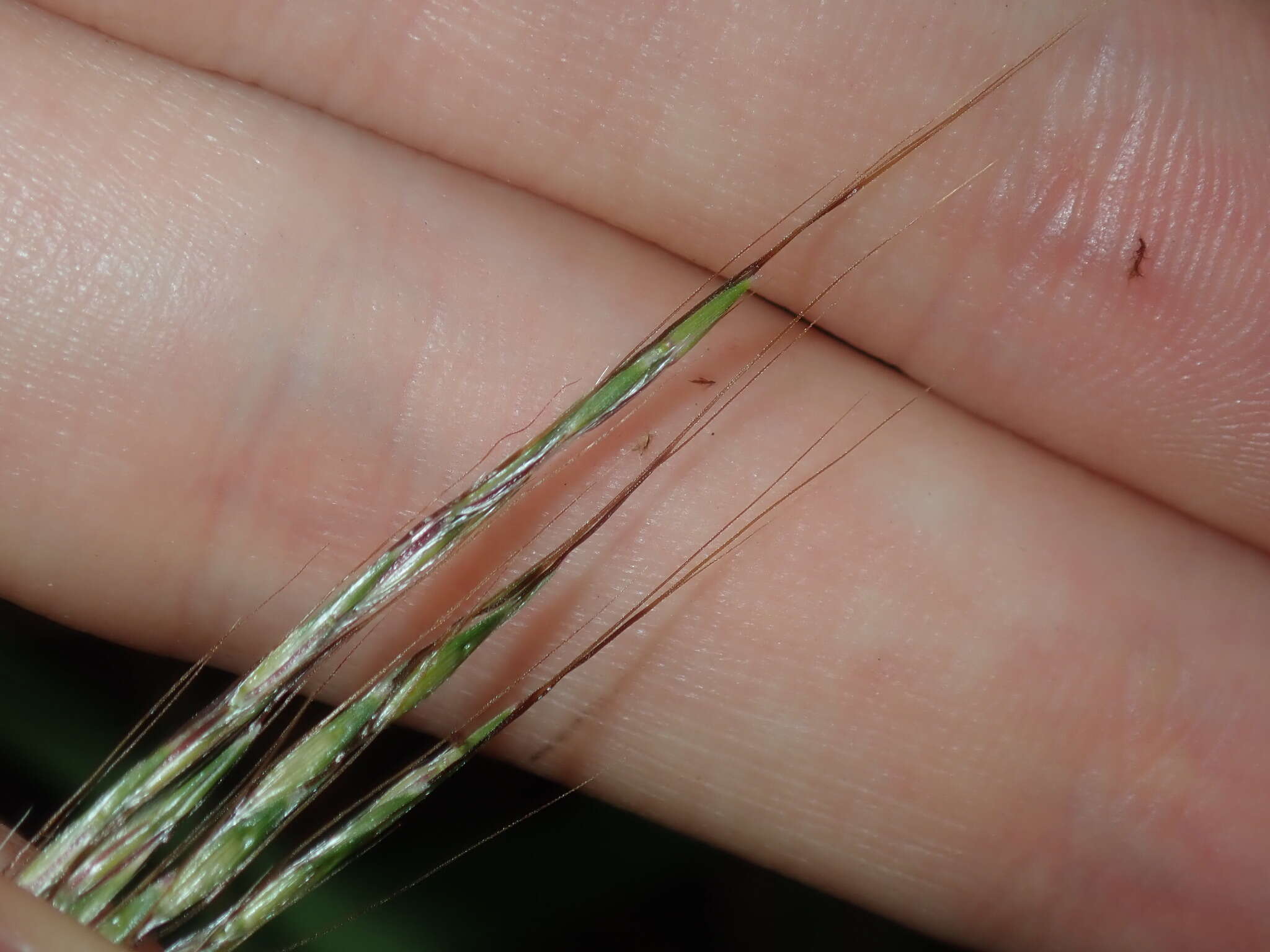 Image of Bothriochloa macra (Steud.) S. T. Blake