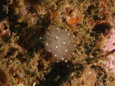 Image of Clavelina pseudobaudinensis (Kott 1976)