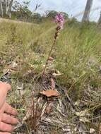 Image of Stylidium graminifolium Sw. ex Willd.