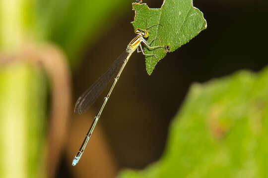 Image of Stream Bluet