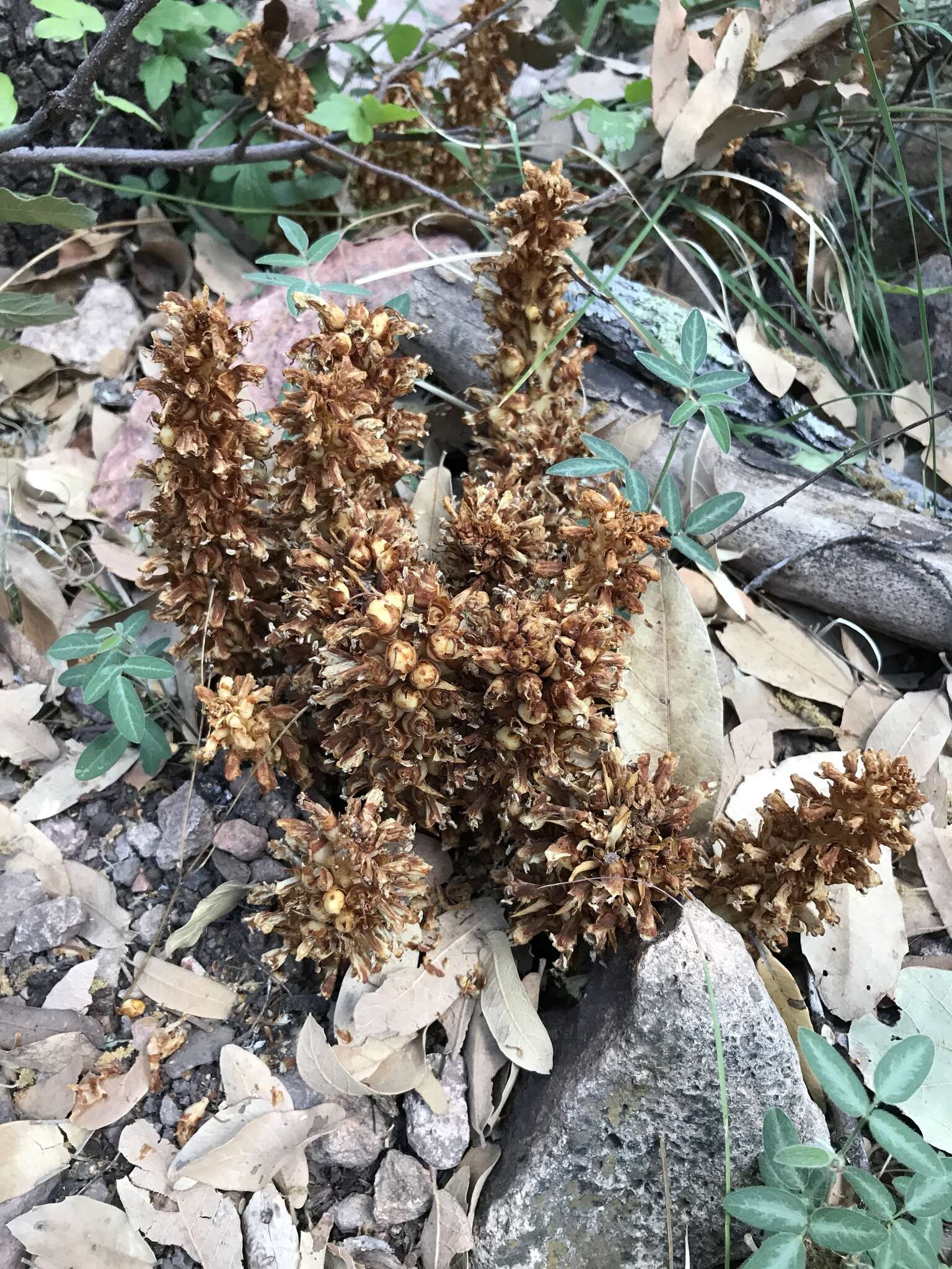 Image de Conopholis alpina Liebm.