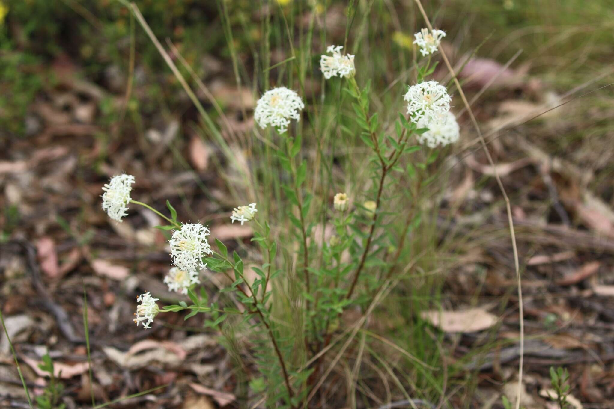 Image of Pimelea treyvaudii F. Müll. ex Ewart & Rees