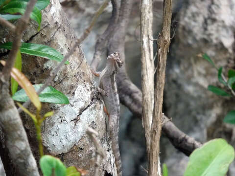 Image of Cave Anole