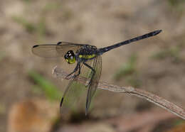 Image of <i>Agrionoptera longitudinalis biserialis</i> Selys 1879