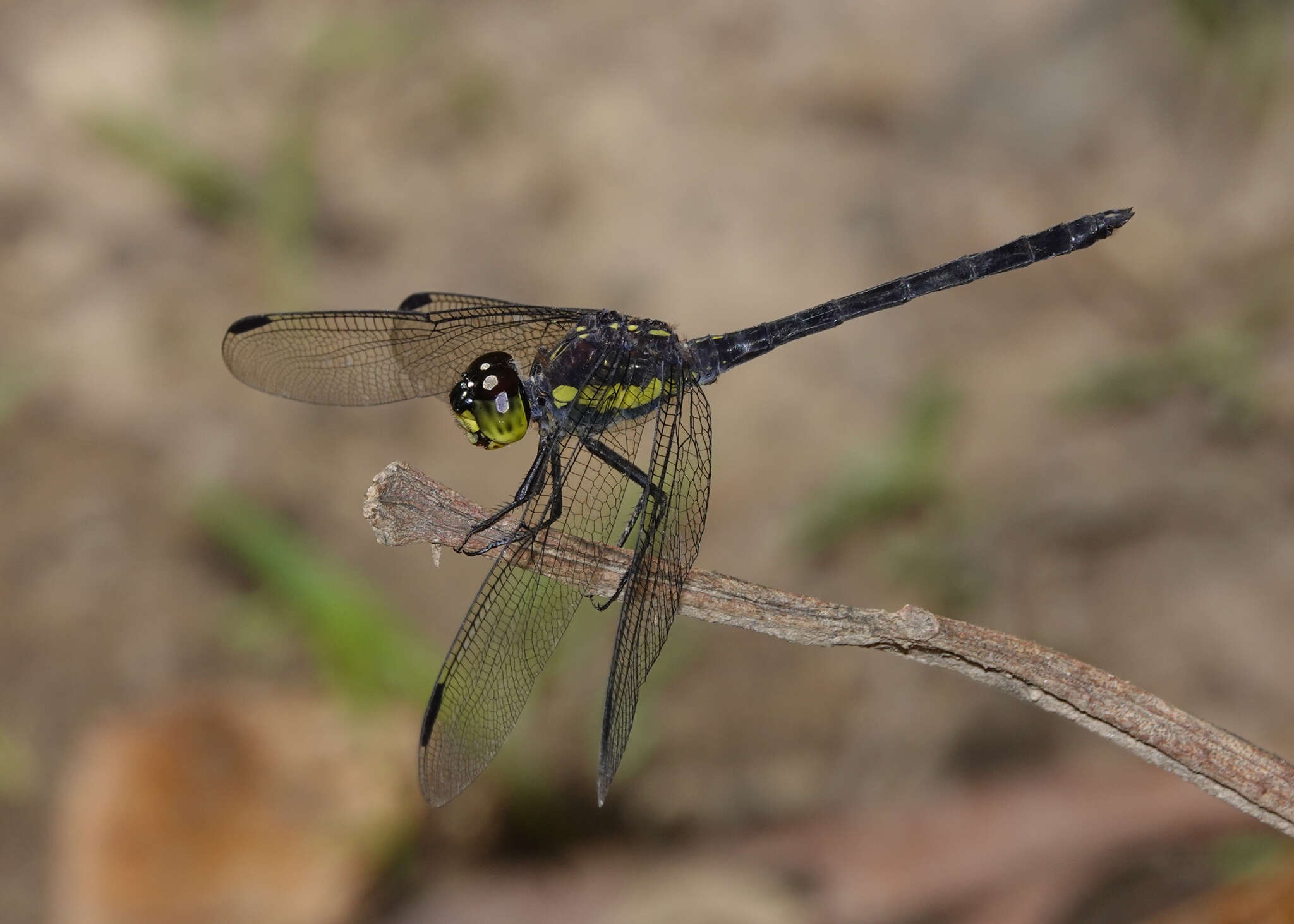 Image of <i>Agrionoptera longitudinalis biserialis</i> Selys 1879