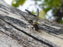 Polybia scutellaris (White 1841)的圖片