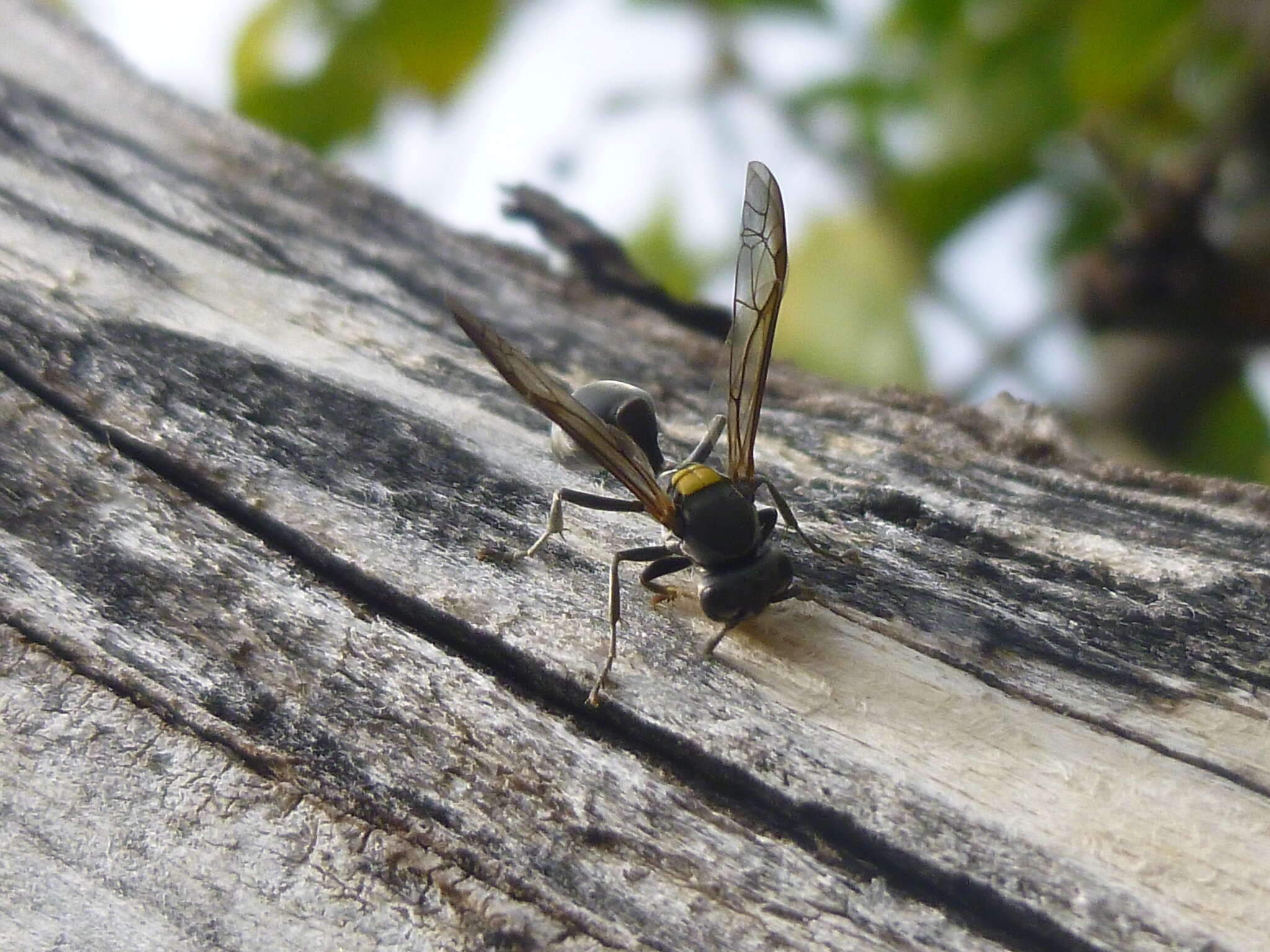 Polybia scutellaris (White 1841)的圖片