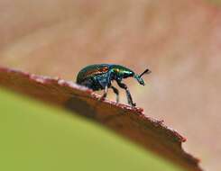 Image of poplar leaf-rolling weevil