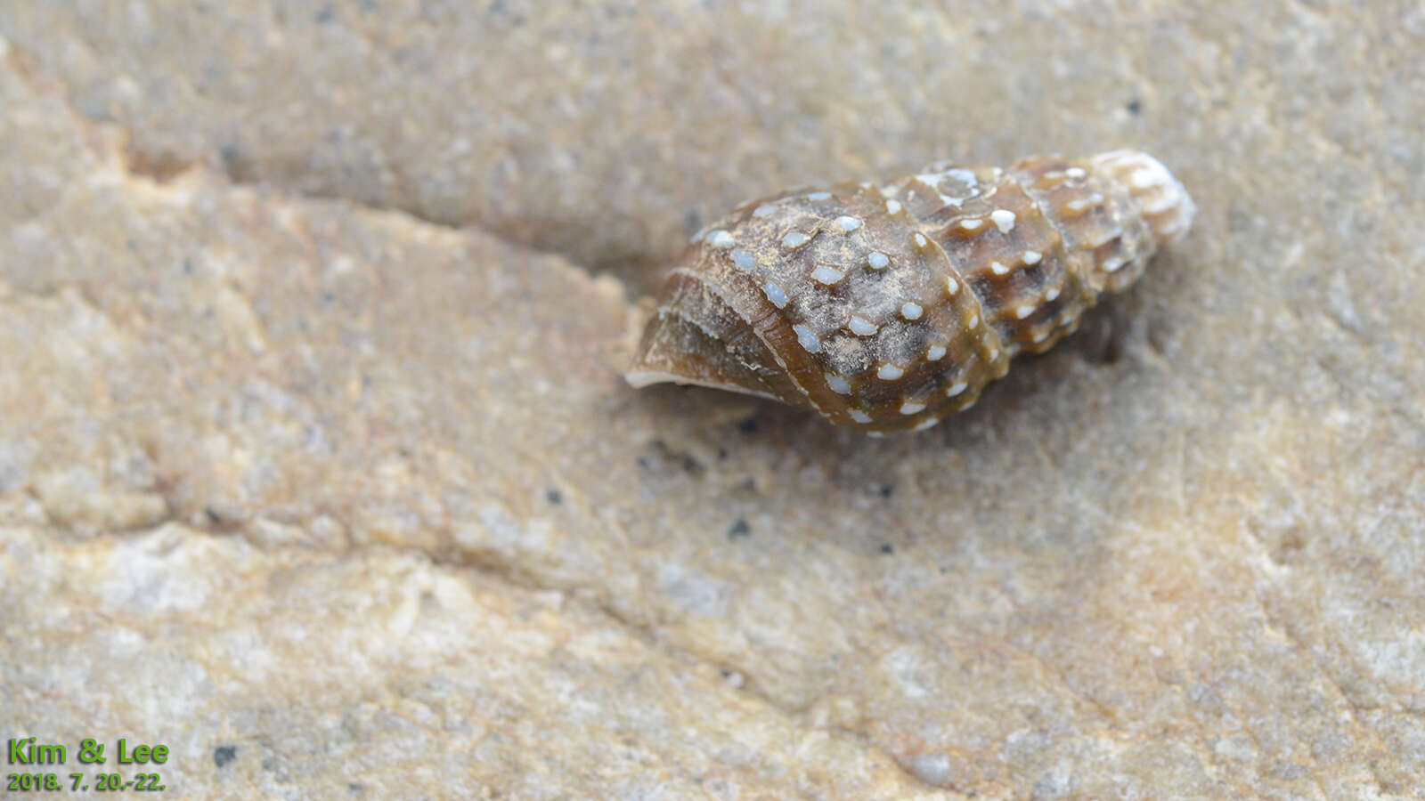 Image of Semisulcospira gottschei (Martens 1886)