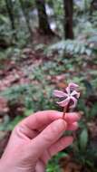 Image of Voyria rosea Aubl.