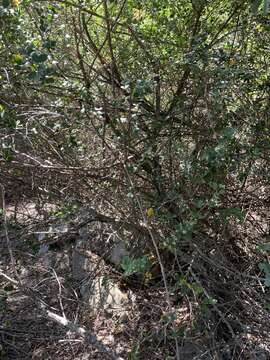 Image of Searsia lucida elliptica (Sond.) Moffett