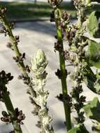 Image of Verbascum gnaphalodes Bieb.