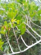 Image of Rock Alder