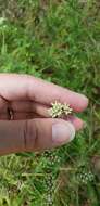 Eupatorium rotundifolium L. resmi