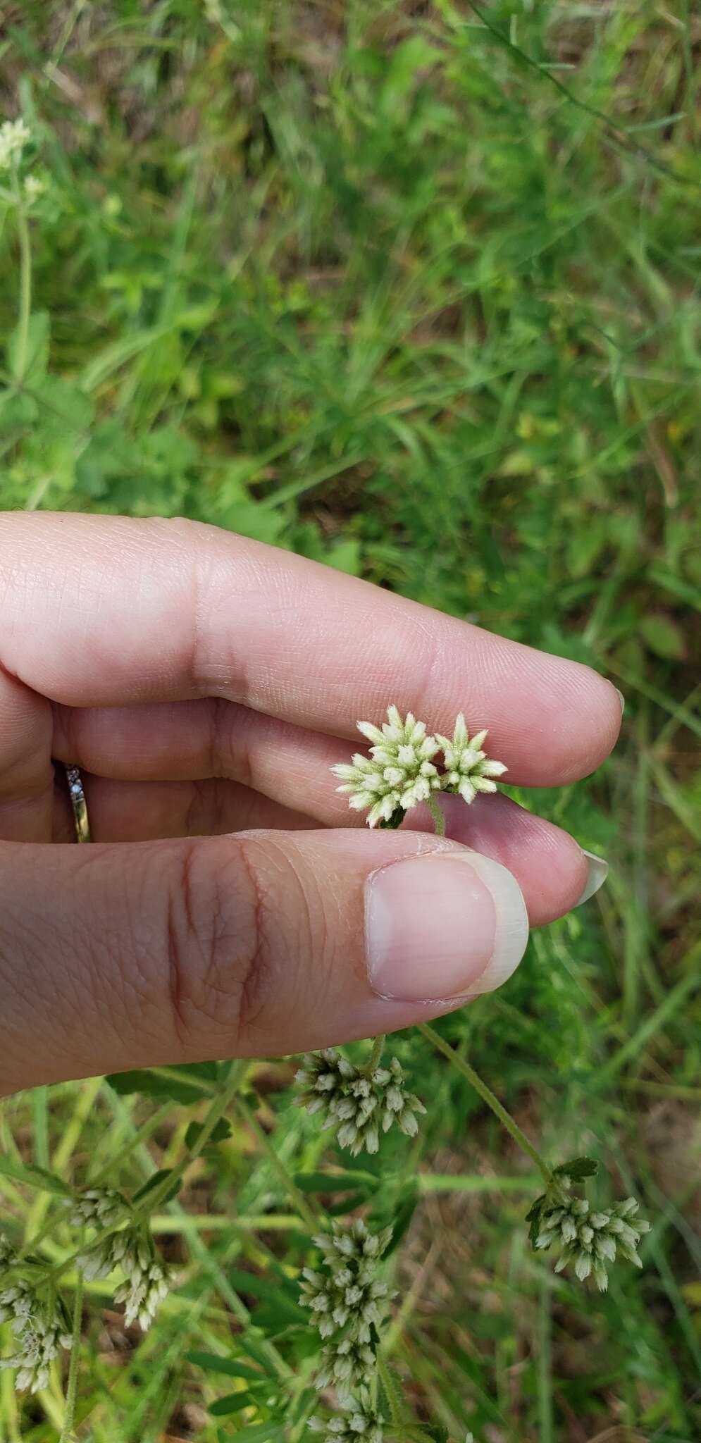 Image of roundleaf thoroughwort