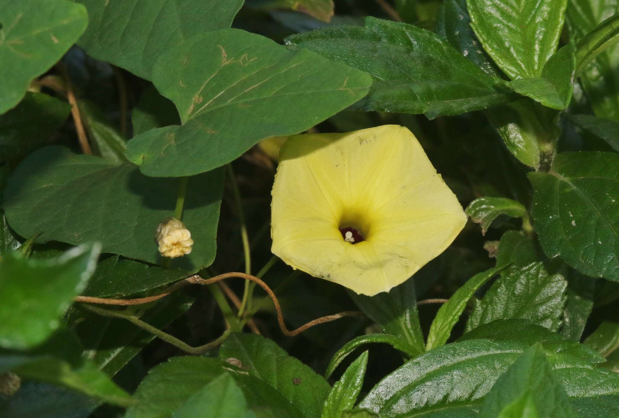 Ipomoea ochracea (Lindl.) G. Don的圖片