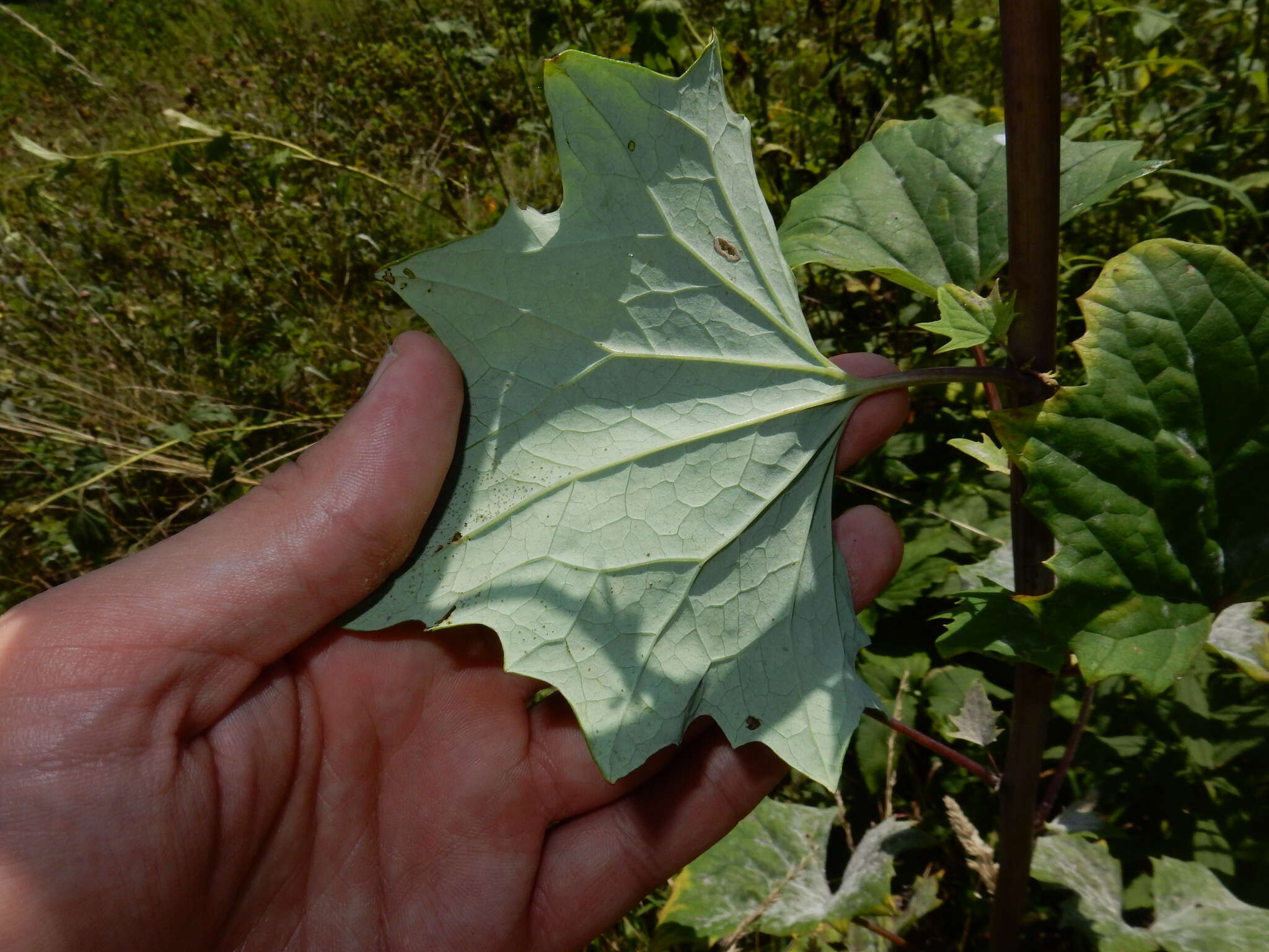 Image of pale Indian plantain