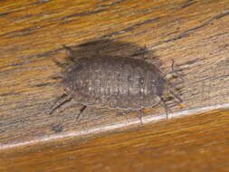 Image of Porcellio monticola Lereboullet 1853