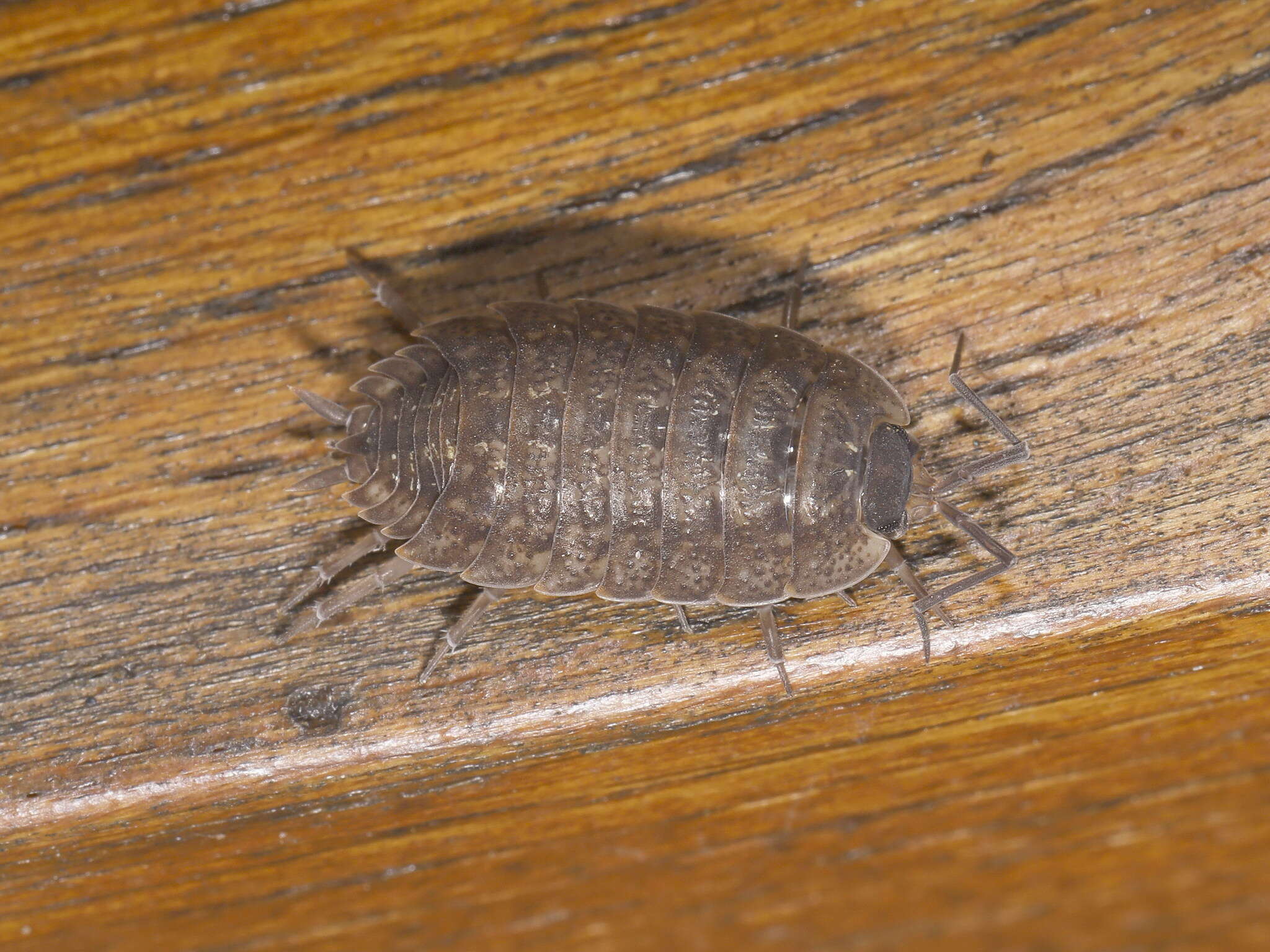 Image of Porcellio monticola Lereboullet 1853