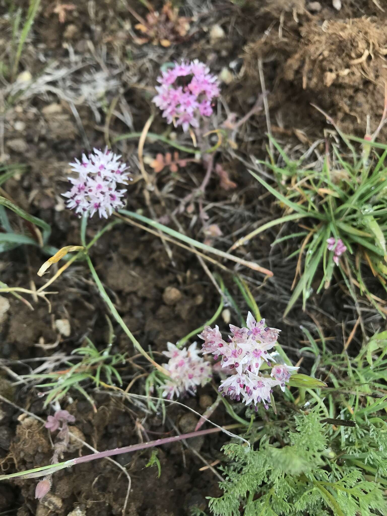 Image of rock onion