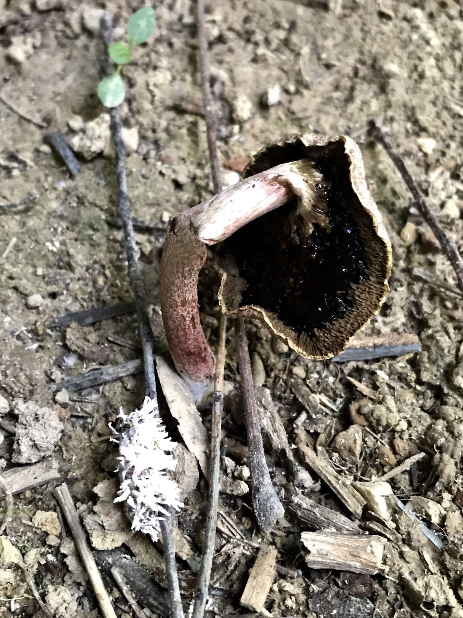 Image of <i>Cordyceps fumosorosea</i>