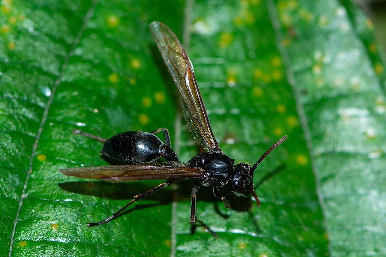 Agelaia angulata (Fabricius 1804)的圖片