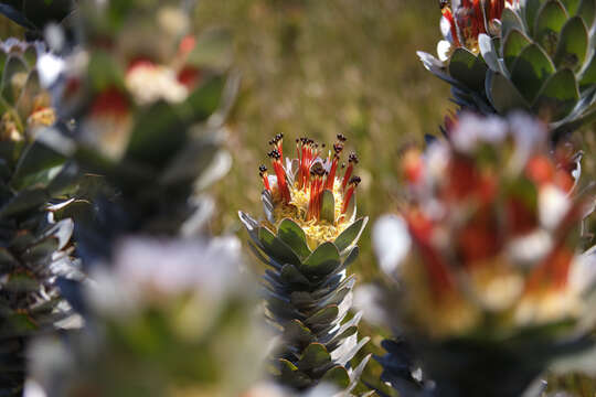 Image of Mimetes hottentoticus Phillips & Hutchinson