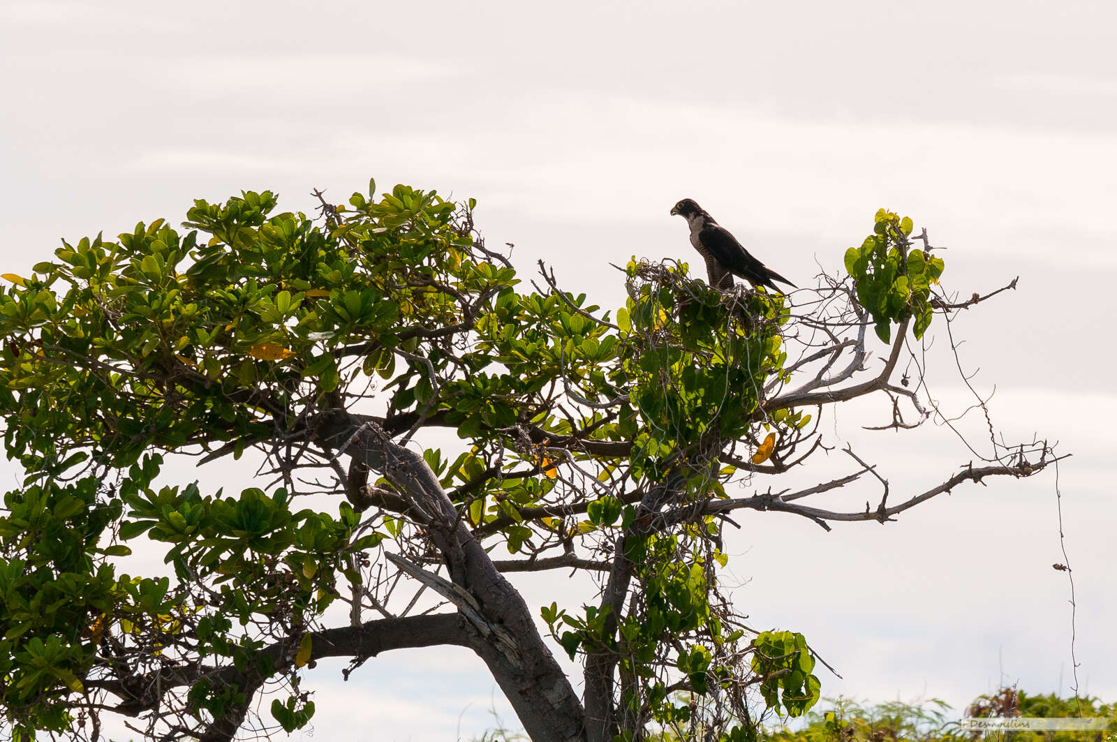 Image of Falco peregrinus nesiotes Mayr 1941