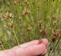 Sivun Rhynchospora pleiantha (Kük.) Gale kuva