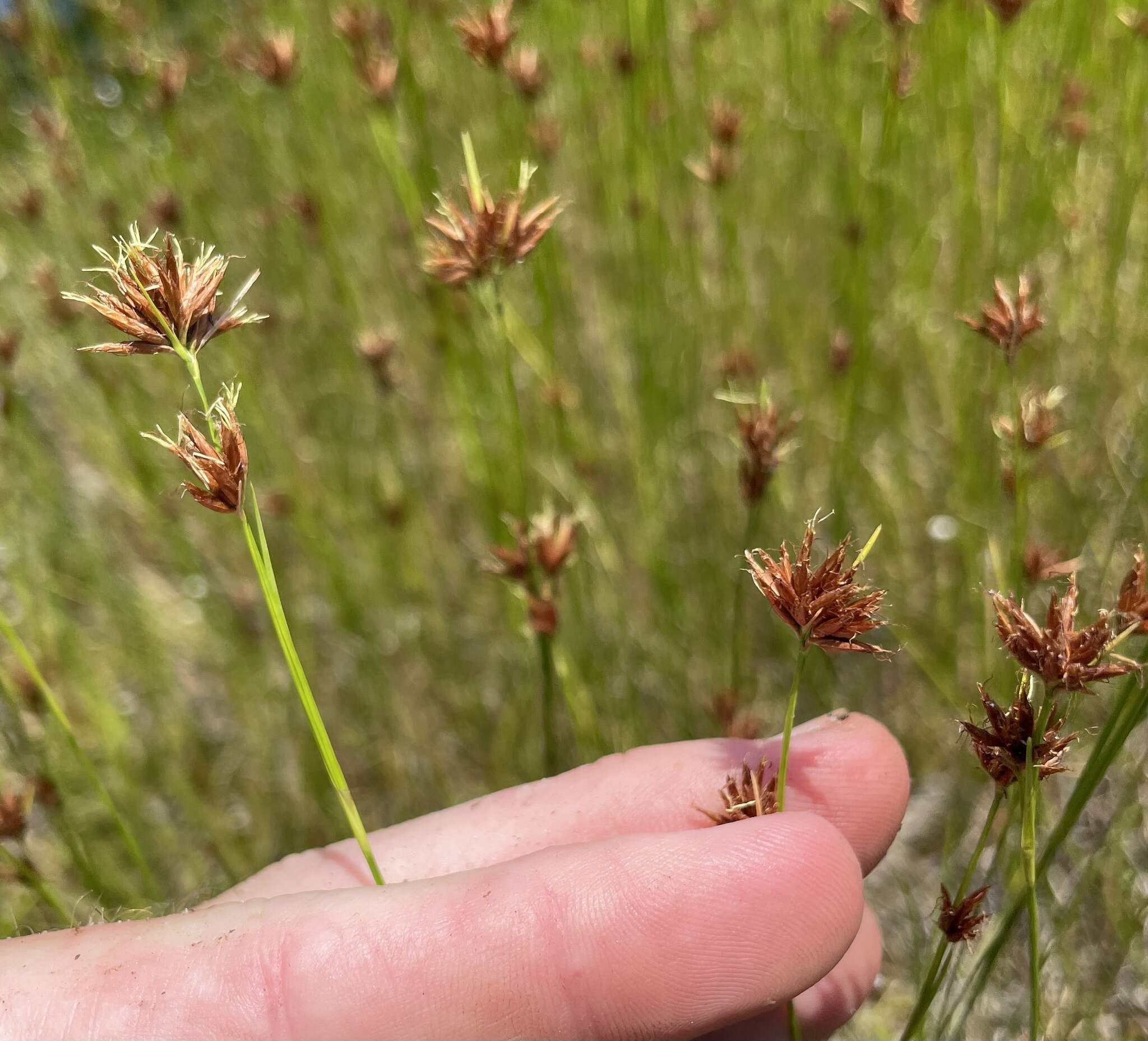 Sivun Rhynchospora pleiantha (Kük.) Gale kuva