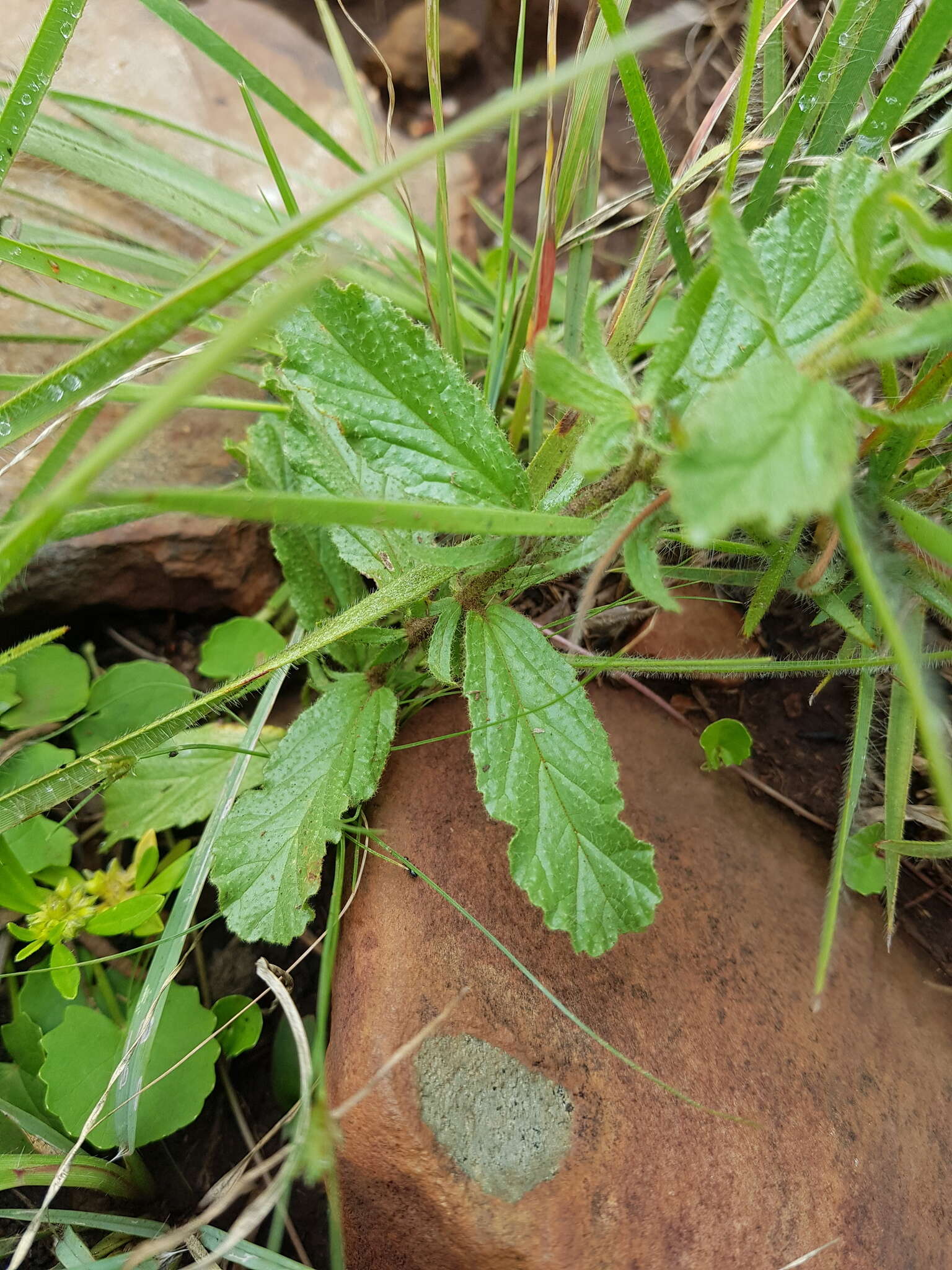 Plancia ëd Hermannia grandistipula (Buchinger ex Hochst.) K. Schum.