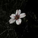 Image of Adenandra villosa subsp. umbellata (Wendl.) Strid