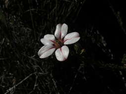 Image of Adenandra villosa subsp. umbellata (Wendl.) Strid