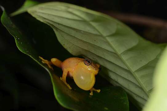 Image of Coorg Yellow Bush Frog