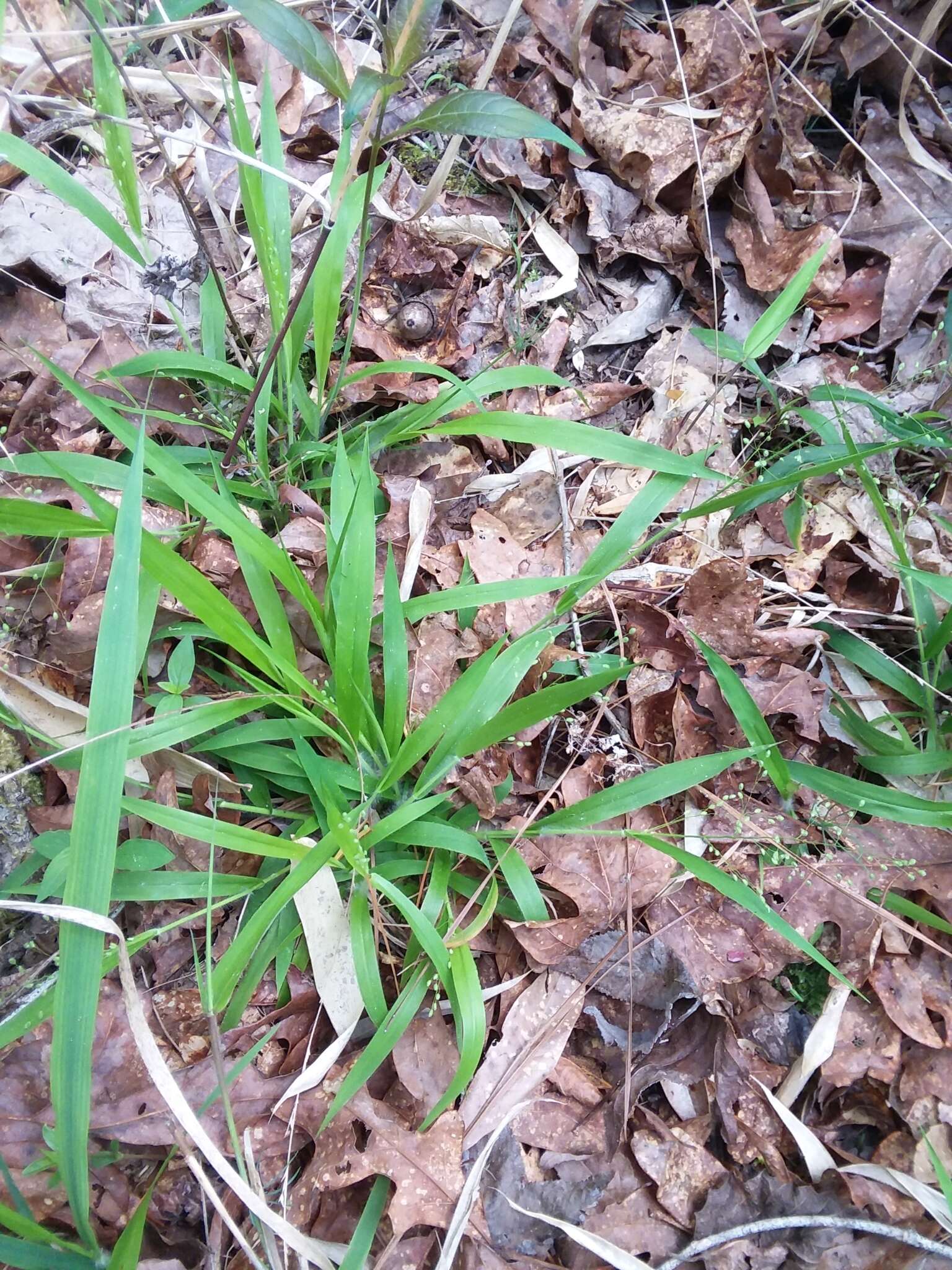 Imagem de Panicum laxiflorum Lam.