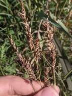 Image of Sorghum ergot