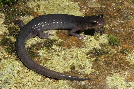 Image of Northern Gray-cheeked Salamander