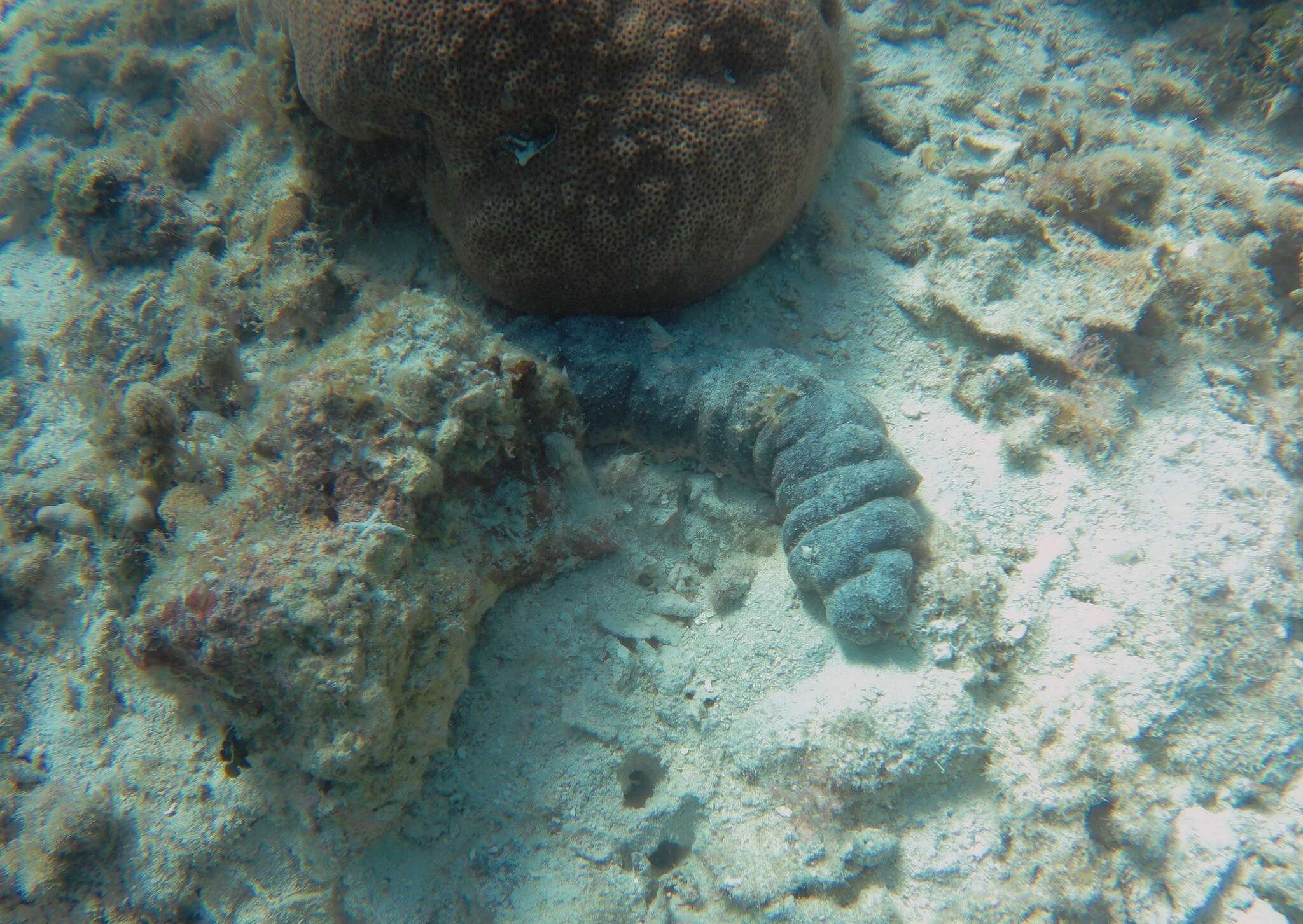 Image of Donkey Dung