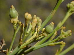 Image of Thesium strictum P. J. Berg.