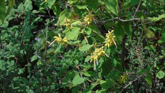 Image de Salvia lasiantha Benth.