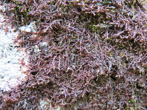 Image of Tamarisk Scalewort