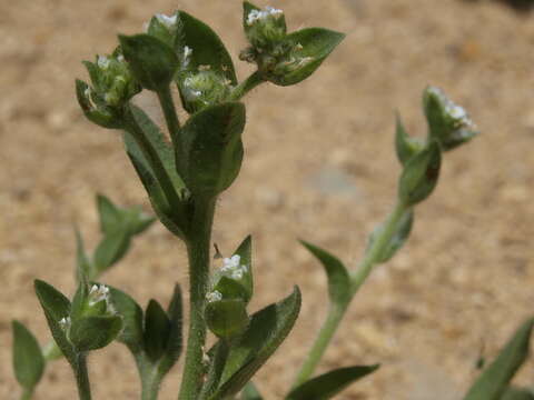 Plagiobothrys glomeratus A. Gray resmi