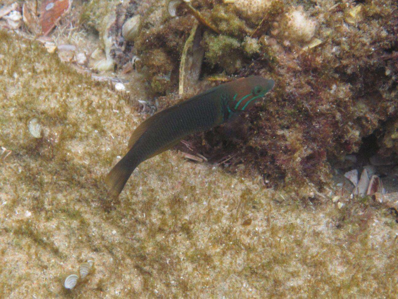 Image of Goldbar wrasse