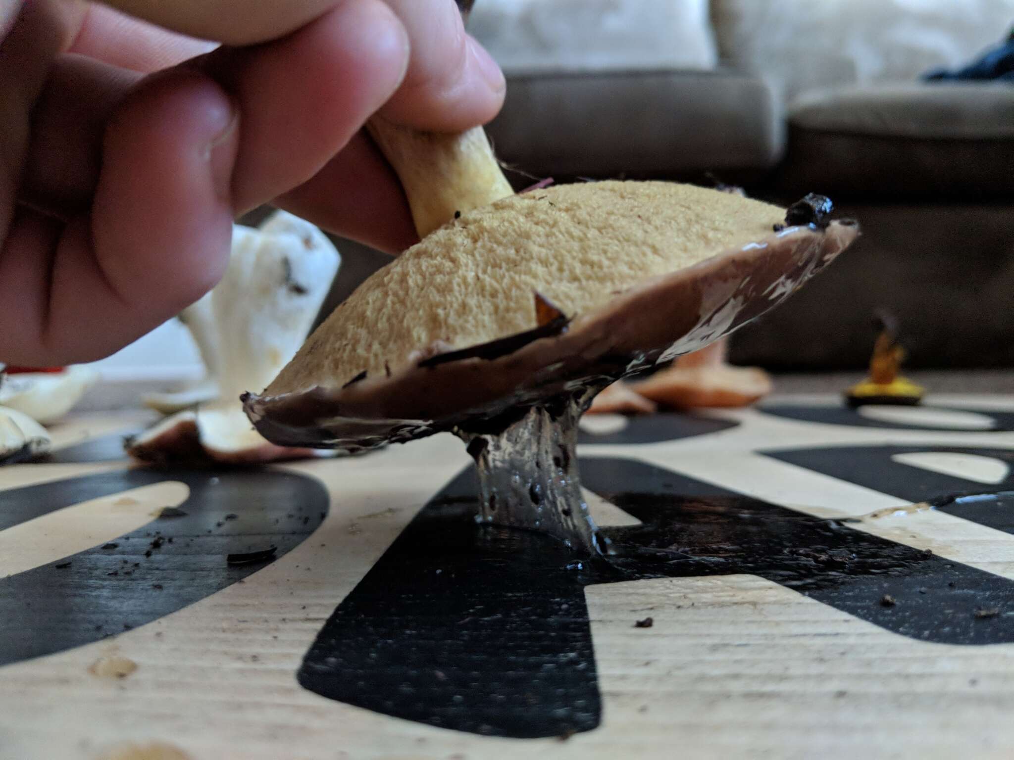 Image of Suillus quiescens T. D. Bruns & Vellinga 2010