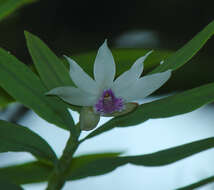 Thunia alba var. bracteata (Roxb.) N. Pearce & P. J. Cribb的圖片